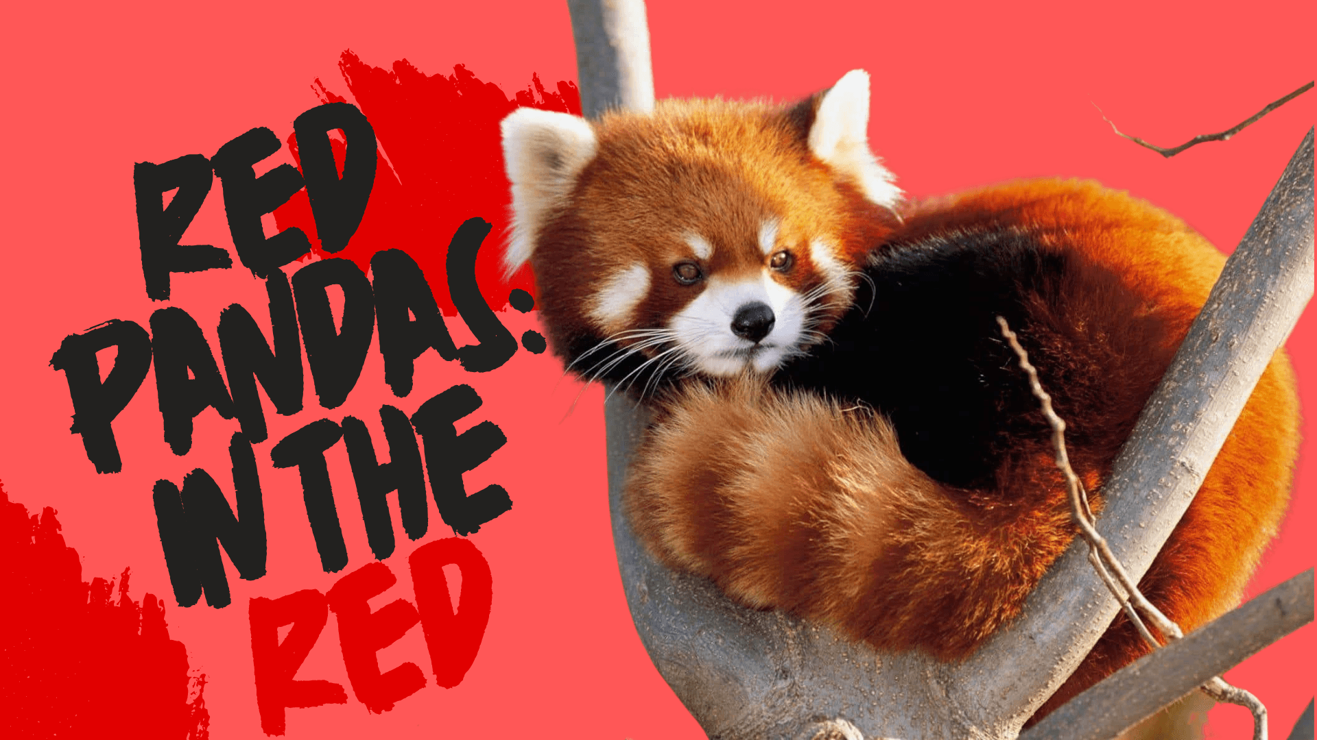 Red Pandas: In the red